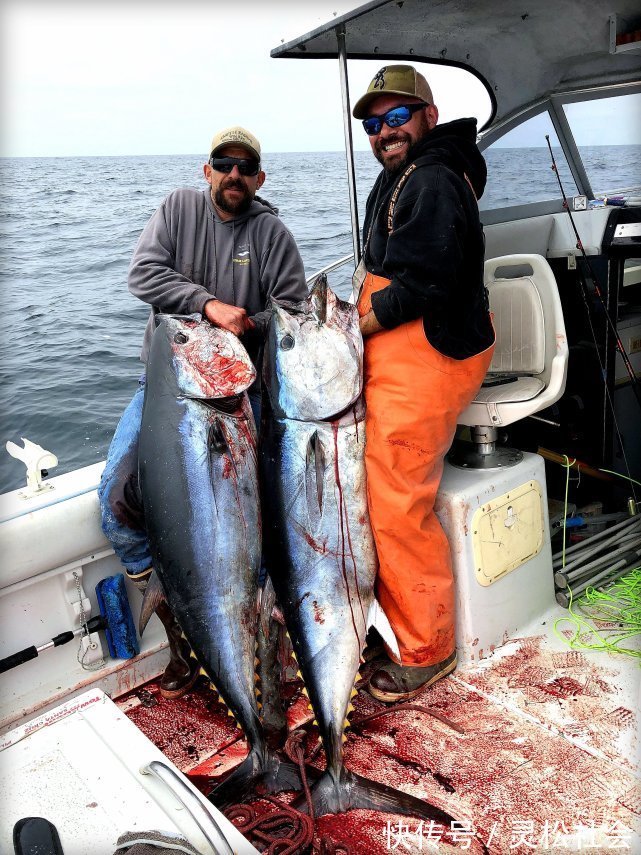 深海船|深海船钓的时候，钓上来的鱼为什么要立马放血？