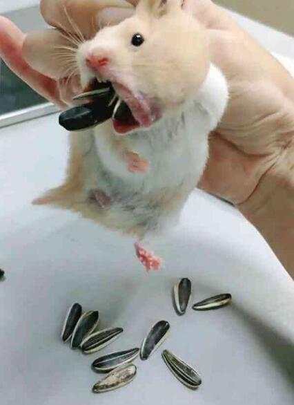 主人叫仓鼠吐瓜子 一吐28粒 乖宝宝要被气哭了 快资讯