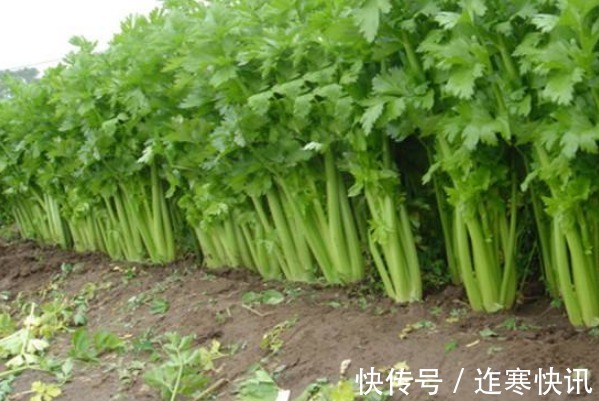 健康食品|女人要想皮肤好,多吃4物,不仅皮肤美白有弹性,还有许多好处