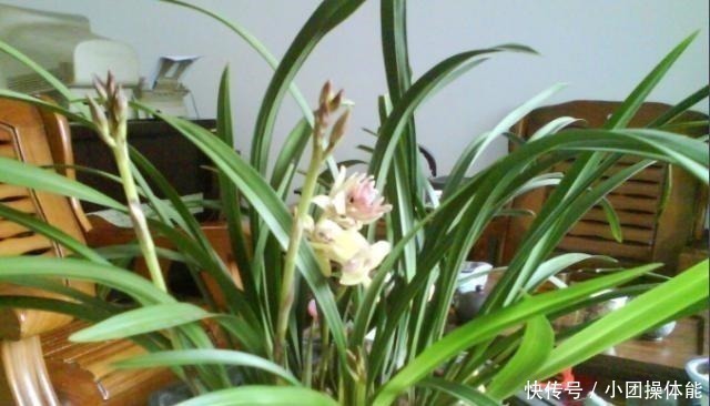 再忙也要养盆它，多瓣奇花自带香气，越冷越爱开，满屋“喷喷香”！