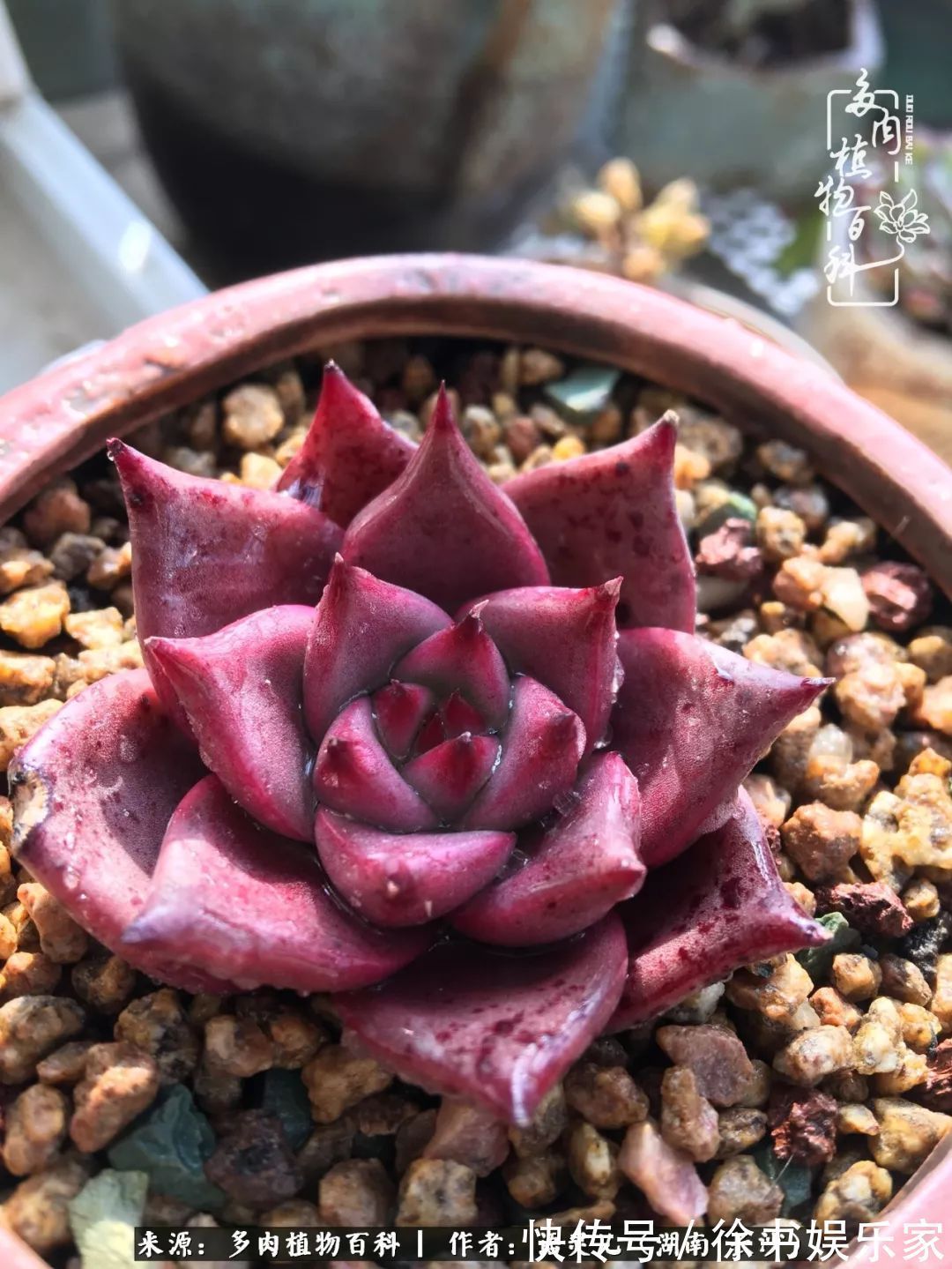 邂逅多肉,爱折腾的阳台党,总能收获简单纯粹的快乐!