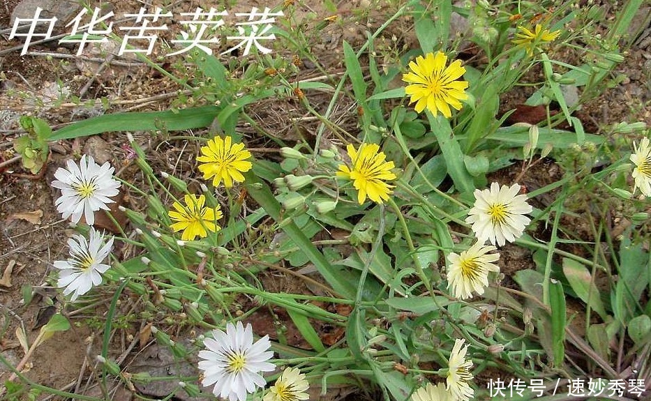 野生苦菜知多少，看图识苦菜