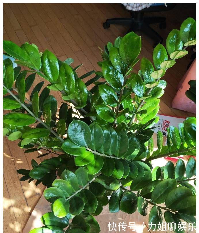 7种“富贵花”,容易被浇死,别太狠,一杯水就够养一冬天