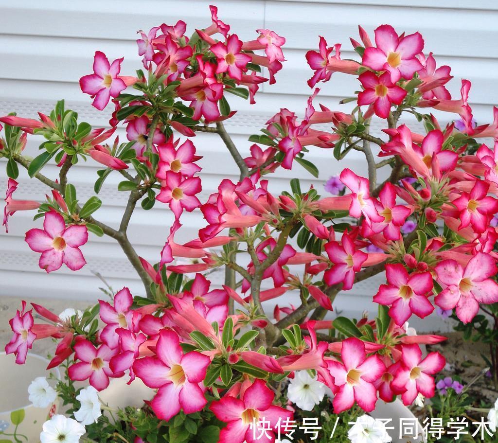 秋季|养花,这几款秋天天凉之后,就很少开花了,冬天也容易冻死