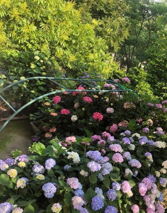 露台养几盆绣球花,群开的样子很美,这样的花园,谁见谁喜欢