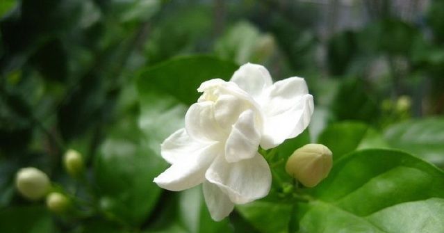 爷爷说,茉莉花年年开花的招数,原来这么简单