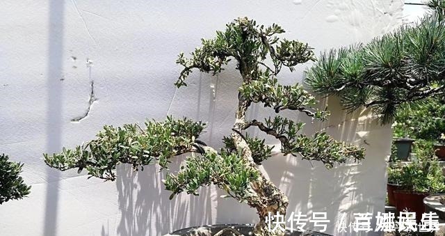 盆景|不管家中再小,一定要摆放上一盆“木中君子”!