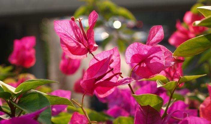 三角梅入秋管理做好4点,花开到过年