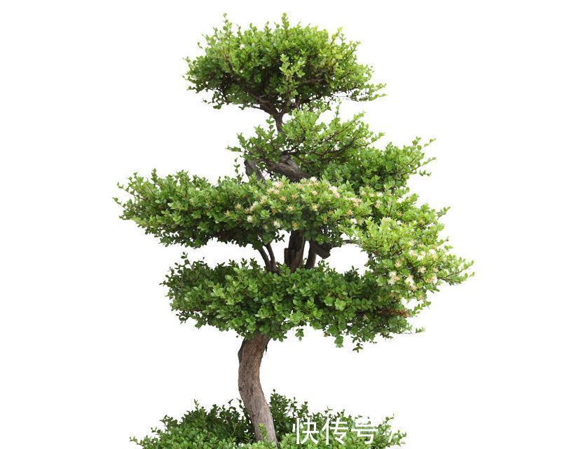 修剪|关于盆景的,3大误区,走出误区养出精品盆景
