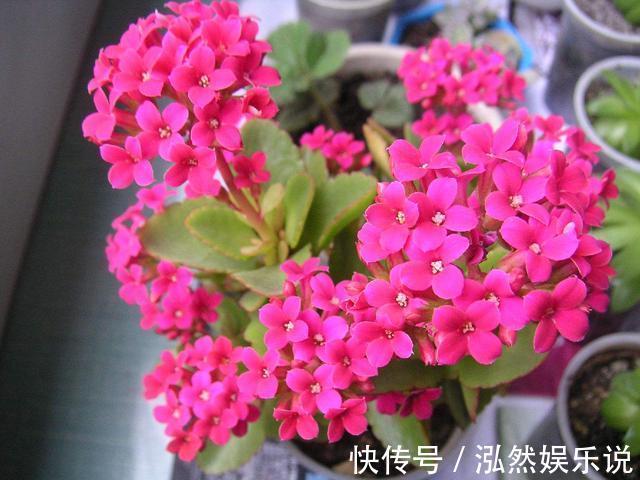 爆盆|这2种“肥”长寿花最喜欢!盆里放一点,叶片肉嘟嘟,开花爱爆盆