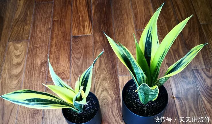 花土|新人养花容易出问题,不如盆栽虎皮兰,注意4点,好活漂亮