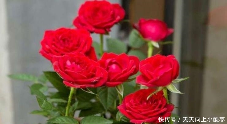 4种花是懒人的最爱,有阳光就爆盆,夏季也能疯长不停