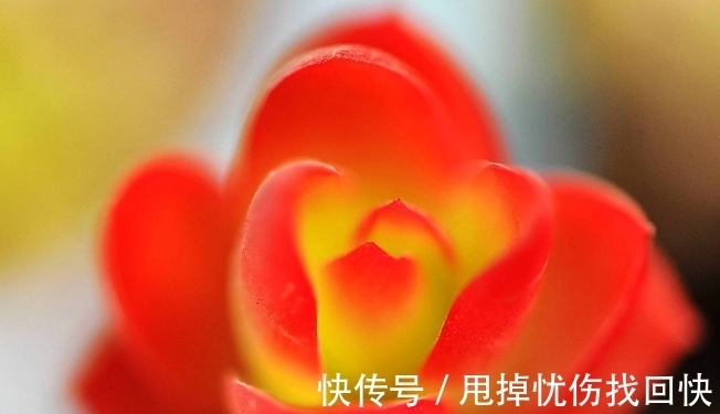 冬季火祭变绿啥原因?做好4点,颜色红得更鲜艳