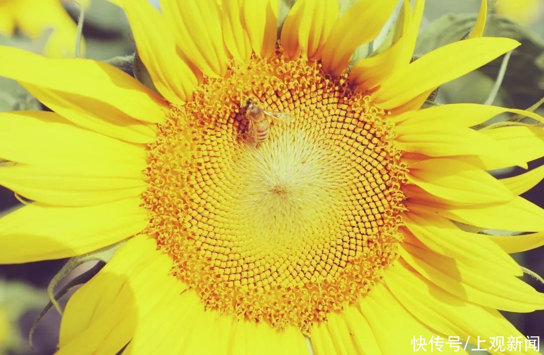 夏日探花丨金海湖畔|夏日探花丨金海湖畔向日葵进入最佳观赏期，邀你快来打卡