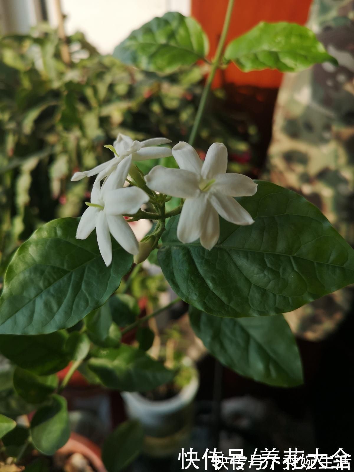 茉莉花|茉莉黄叶落叶怎么办?教你轻松养茉莉,重新繁茂