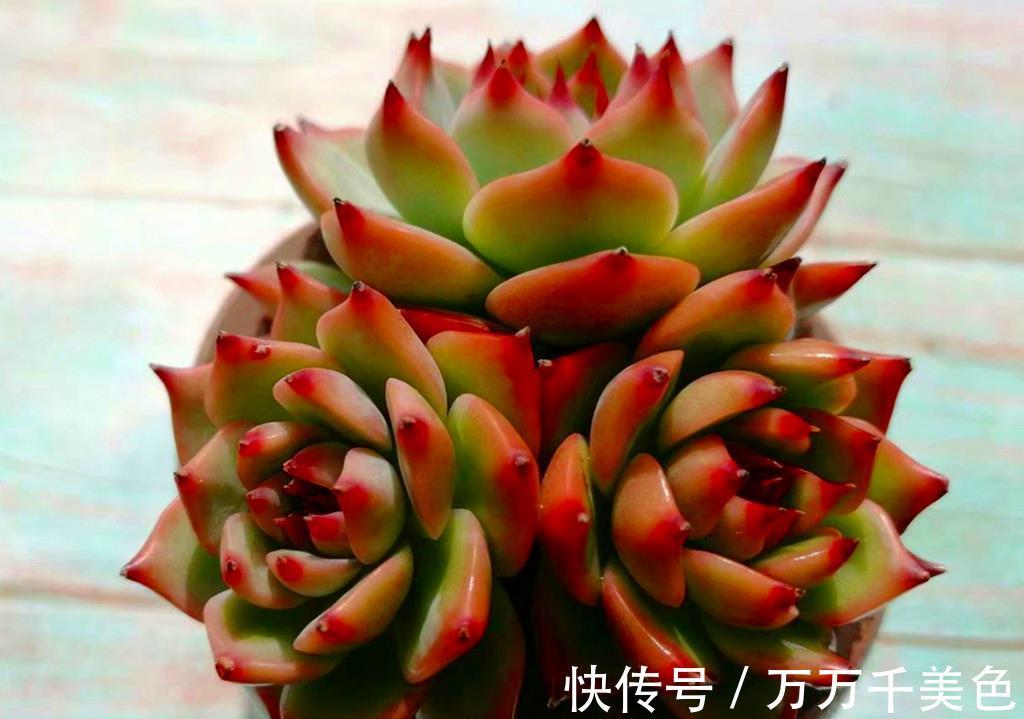 叶心|如何打造甜蜜色多肉?选对品种,养出糖心就是了,很少有人不喜欢
