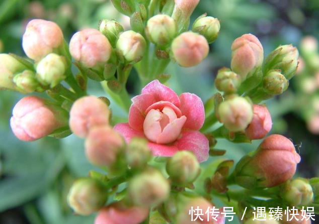 长寿花17个品种,个个都是爆花机器,谁见了都夸!