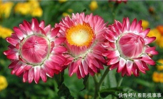 由于这几种花花期太长,很多人以为是假花,要摸一摸才能辨真假!