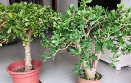 李大姐养玉树，10天浇次“它”，一年就“成老桩”，还能开白花！