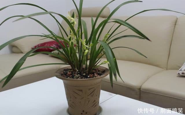 兰花|栽种兰花用这几种材料种植,太有仪式感了