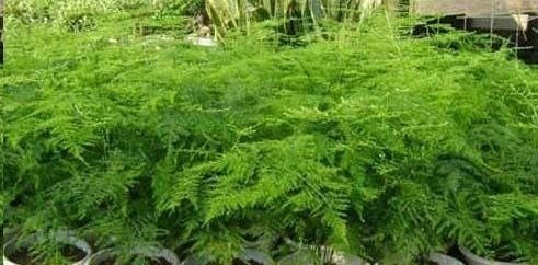 想要文竹长的旺,最好施什么肥?知道一点施肥再也不犯难!