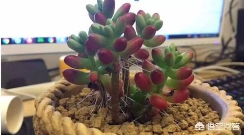 多肉蓝苹果入手上盆后一周浇一圈水，10天后浇透水，现在很多气根，这样正常吗？