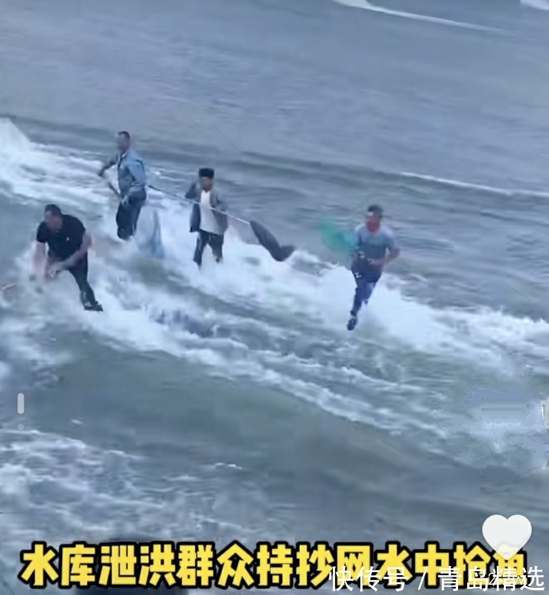 崂山水库开闸放水！一米长的大花鲢随处可见