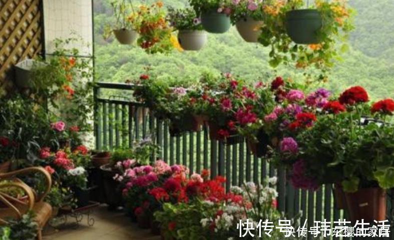 扦插|塑料袋是好东西,养花经常用到,它有3个“妙用”,新手牢记!