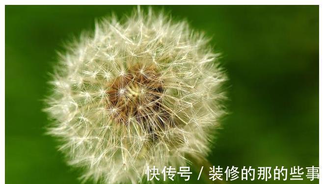 黄花苗|喉咙发炎时，用这野菜泡水喝，清热解毒还消炎，喝一杯就见效