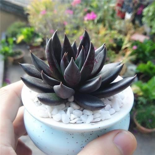 来自“童话里”的6款多肉,满满都是回忆,听名字就很想养上一盆