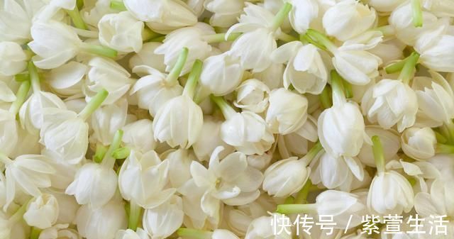 茉莉枝健|婆婆养茉莉花,从不施肥,只浇“2种水”,茉莉枝健、叶绿、花旺
