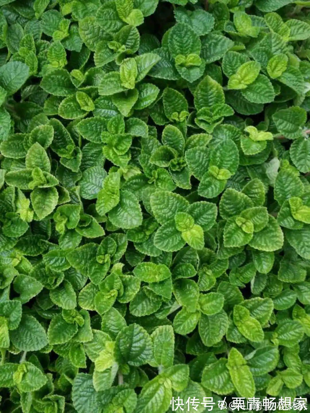 薄荷|7种花插土里,立马长满院子,蚊虫不敢靠近!