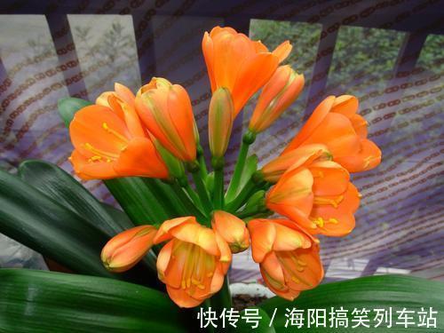 君子兰长得慢、不开花?2种肥扔盆里,注意几点,轻松开爆盆