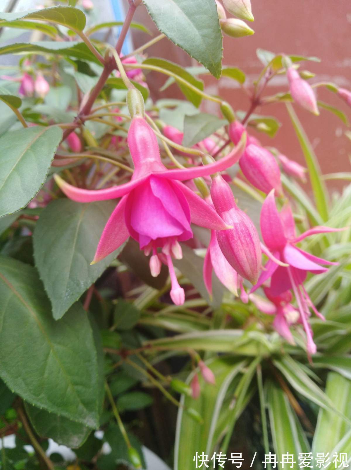 秋季养花大合集,30种花,你想要的我全有!