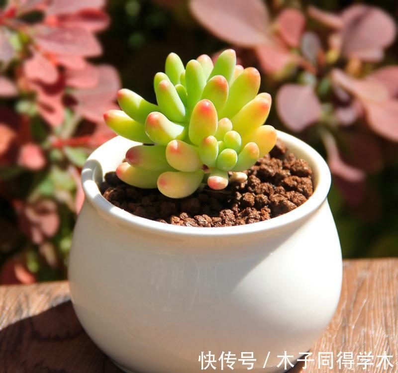 想让多肉健康又漂亮,8招养成秘籍你千万要注意