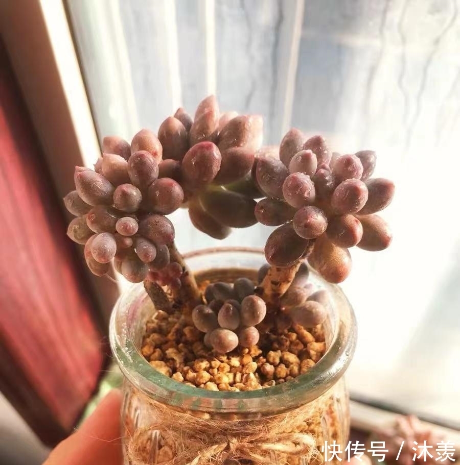 布丁瓶搭配海绵养多肉,不买盆不买土,干净卫生,容易出状态