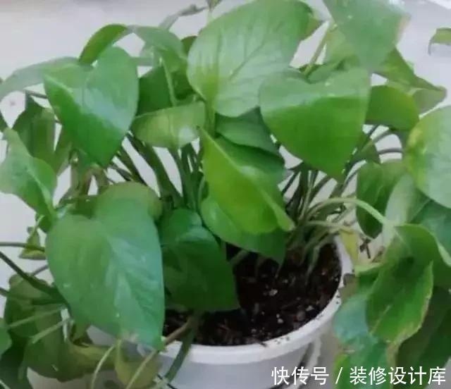 种情况|绿萝叶子打蔫、发软、不精神,一个小技巧,叶子又绿、又挺实