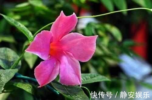 植物|几种花怎么晒都没事儿!超好养,赶紧入手一盆!