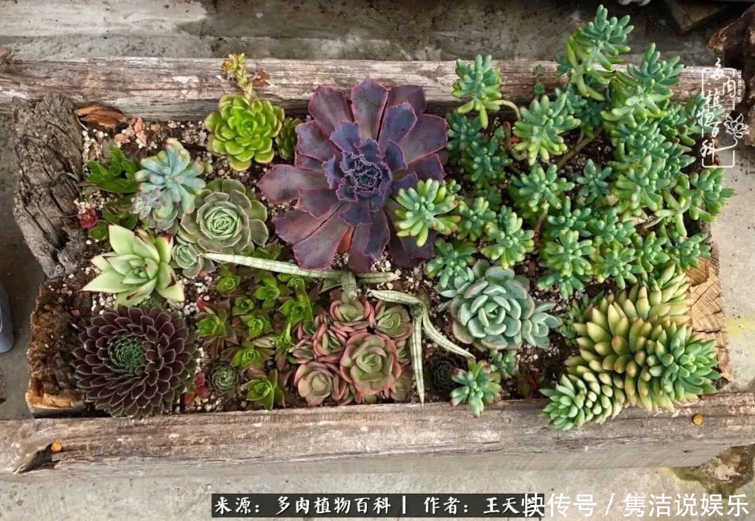 多肉遇上枯木木花盆，姑娘自己造！