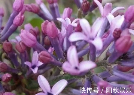 月季花|5种花卉“别乱养”，香气“有毒”，放在卧室并不好，别疏忽！