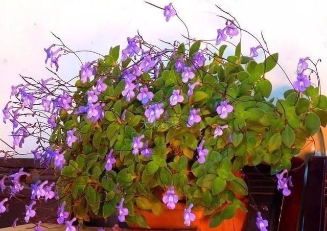 15种耐阴花,室内光照不足,照样花开不断!