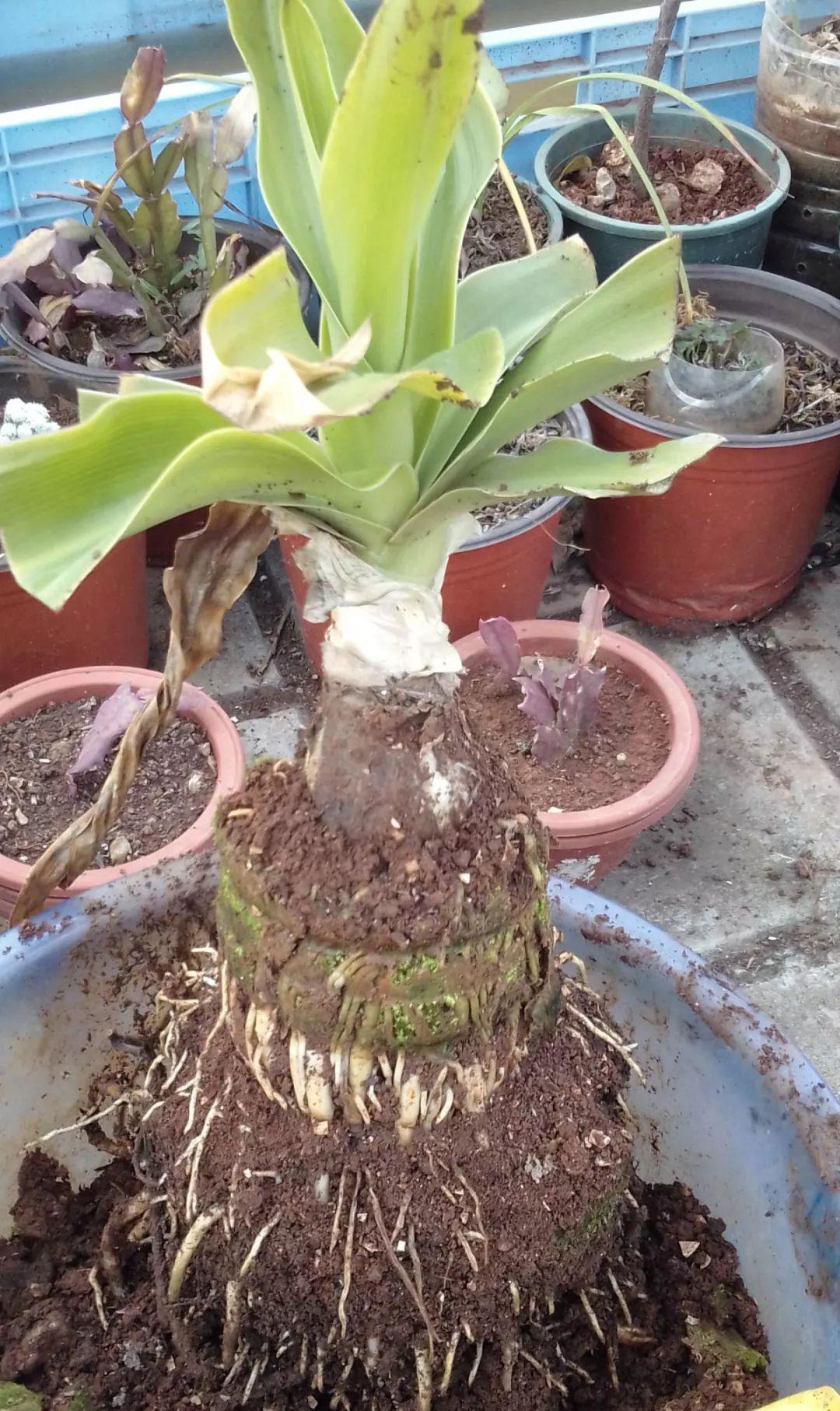 家里吃剩的果皮,拿来养花嗖嗖长,不黄叶、开花多