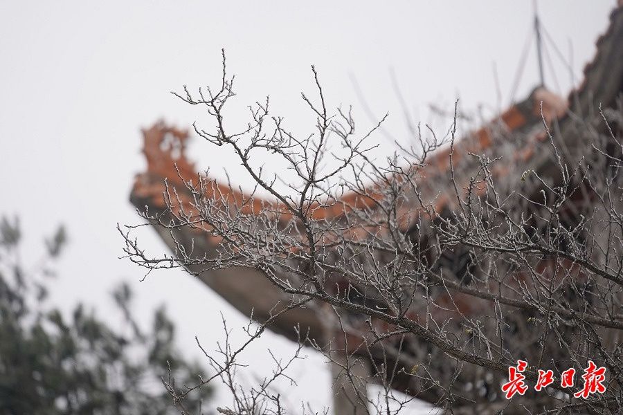 薄雪|木兰山薄雪轻盈