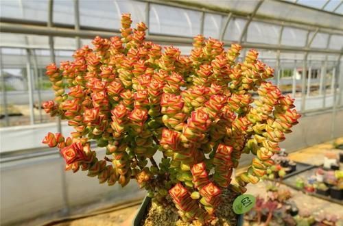  好养|此款多肉，好看又好养，繁殖快，还能开出小米花！