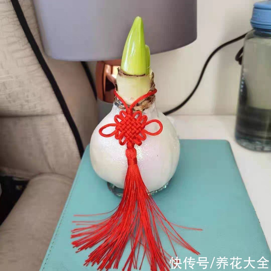 花市看见干枝杜鹃,为了良心,千万别买