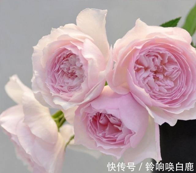 20款耐阴月季推荐,光线不充足也可以养好月季啦,花友鼎力推荐哟!