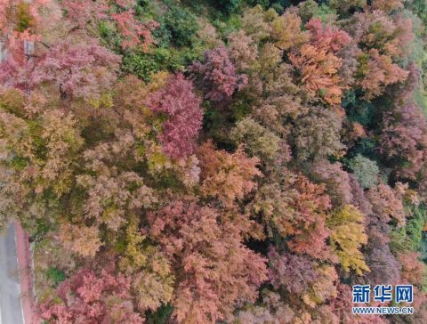 北京颐和园|五彩岭南