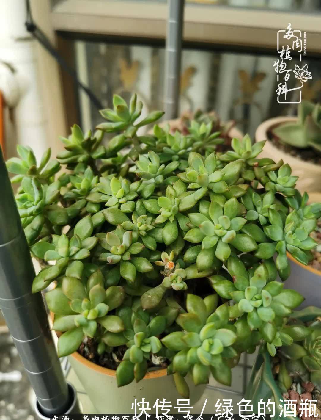 无关利益,不计得失,多肉给了我不一样的感受温暖的方式