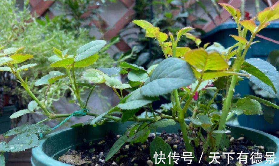 植株|从买花到养花,该如何实践落实“养花先养根”的俗语?