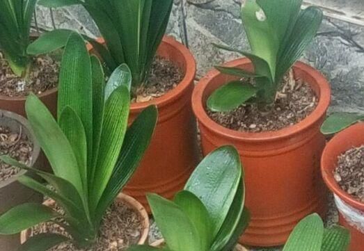 养君子兰用个窍门，不花钱也能种出十盆绿油油、开花多的君子兰